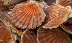 Buccimarée Producteurs Associés - Coquille Saint-jacques vivantes  - 10kg