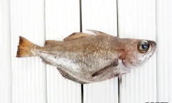Brest Marée - Tacaud - pièce de 400g