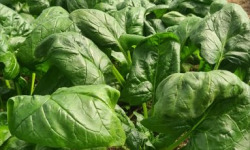 La Ferme de Goas Per - Epinard bio - 1Kg