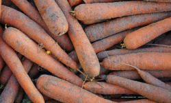 L'OLIVERAIE DU COUDON - CAROTTE DES SABLES 5KG