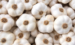 Naturélium - Ail blanc bio de la Drôme – Têtes d’ail sec, 1 kg, 2 kg ou 5 kg