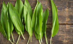 Adal Terra - Ail Des Ours Bio 50G