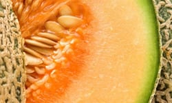 Maréchal Fraicheur - Melon - 3