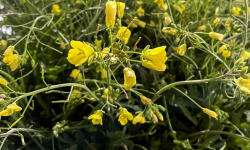 Naturélium - Roquette Sauvage