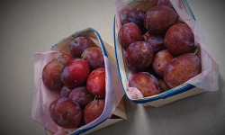 Maison du Pruneau - Cueillette du Gascon - Prunes d'Ente du Lot et Garonne 1kg