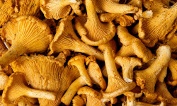 Naturélium - Girolles fraîches sauvage