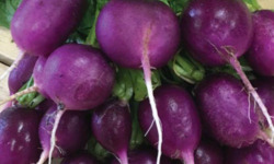 Nature et Saveurs - Ferme Aquaponique et Permacole Astérienne - Radis Rond Violet en Botte — croquant & fraîcheur intense