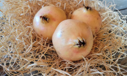 Les Jardins de Gérard - Grenade Bio 1kg