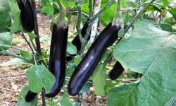 Les Jardins de Mondpa - aubergine violette