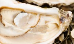 Huîtres Prat-Ar-Coum Alain Madec - Huîtres creuses PRAT-AR-COUM 36 N° 0 TG