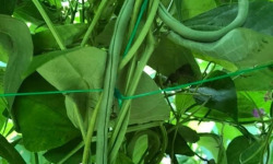 Domaine Reverchon - Haricots verts 1kg