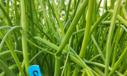 Nature et Saveurs - Ferme Aquaponique et Permacole Astérienne - Ciboulette fraîche – fine, parfumée, irrésistible