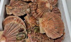 Saint Kerber - Cancale - Coquilles Saint Jacques de Saint Malo 3kg