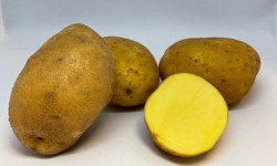 Maison Bayard - Pommes de terre Babylon - 12.5kg