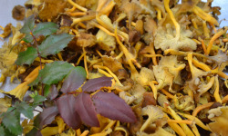 Trapon Champignons - Chanterelles Modestes Fraiches - 1 Kg