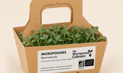 Ma Micropousse culinaire - Micro-pousses bio de bourrache – 4 barquettes