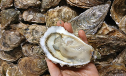 Huitres Damerose - Huitres naturelles de la Ria d'Etel n°1 - 2 douzaines (25 pièces)