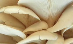 Naturélium - Le pleurote de l’orme 500g