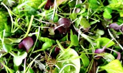 Nature et Saveurs - Ferme Aquaponique et Permacole Astérienne - Mesclun de Jeunes Feuilles de Laitue & Pousse