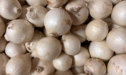 Domaine Reverchon - Oignons blanc 1kg