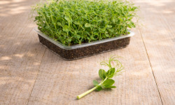 Nature et Saveurs - Ferme Aquaponique et Permacole Astérienne - Micropousses de petit pois grande vrille