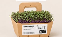 Ma Micropousse culinaire - Micro-pousses bio de chou-rave rouge (Red Kohlrabi) – 16 barquettes
