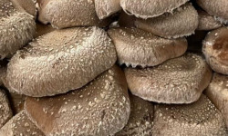 Naturélium - Le shiitake 2kg