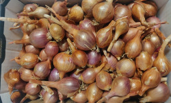 Ferme de la ville basse - Echalote Bio Traditionnelles