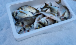 Pêcheur Toni  Micheau - Caissette Daurades Royales Sauvages De Méditerranée - 2Kg