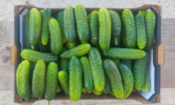 Ferme de la ville basse - Cornichons  Bio moyen frais