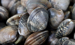 La Paysanne des Mers - Palourdes - 1kg