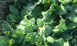 Des Poules et des Vignes à Bourgueil - Bourrache