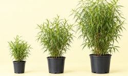 L'OLIVERAIE DU COUDON - Rhus viminalis – Sumac africain, faux bambou persistant ( 3 POTS de C10l )