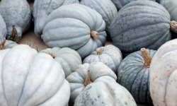 La Ferme de Milly - Anjou - Courge bleue hongrie 10kg