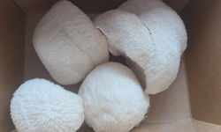 Champinette et Aromates - Hydne hérisson ou Crinière de lion