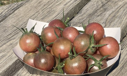 Ferme Sinsac - Tomate black cherry