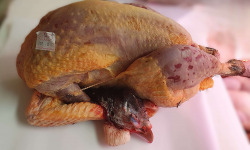 Ferme de la Paumerais - PINTADE DE LA FERME (x1) - 1,7 Kg