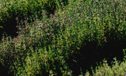 Les Herbes du Roussillon - Thym frais 800g