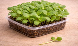 Nature et Saveurs - Ferme Aquaponique et Permacole Astérienne - Micropousses de bourrache coupées - 30g