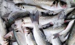 La Criée d'à Côté - Bar Moucheté portion (calibre 200g à 400g) - Lot 1,5kg