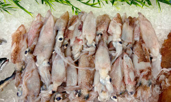 Ocean Frais - Encornet Chipiron entier - lot de 1kilo