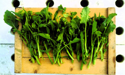 Nature et Saveurs - Ferme Aquaponique et Permacole Astérienne - Brocoletto de Cima – Mini légume gastronomique