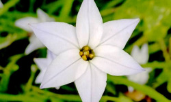 Nature et Saveurs - Ferme Aquaponique et Permacole Astérienne - Étoile du printemps — fleur comestible délicate