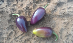 SCEA HERBA HUMANA - Piment Jalapeno Pourpre - 40g