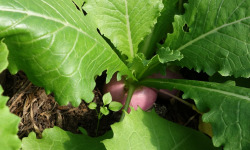 Aux Jardins des Colibris - Panier de petits navets Bio
