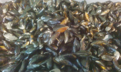 Gourmets de l'Ouest - Moules de bouchot - 5kg