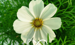 Nature et Saveurs - Ferme Aquaponique et Permacole Astérienne - Cosmos comestible – légèreté florale et parfum de noisette