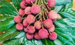 L’Oliveraie du Coudon - Litchi branche 1kg