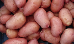 Ferme Sinsac - Pomme de terre primeur Rosabelle (en sachet de 500grs)