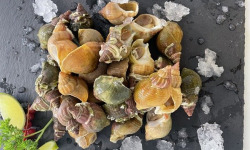 Notre poisson - Bulot vivant - 1kg